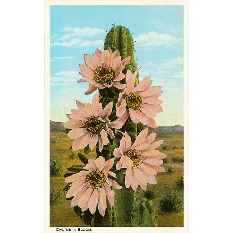 Postcards || Art & Vintage Photos