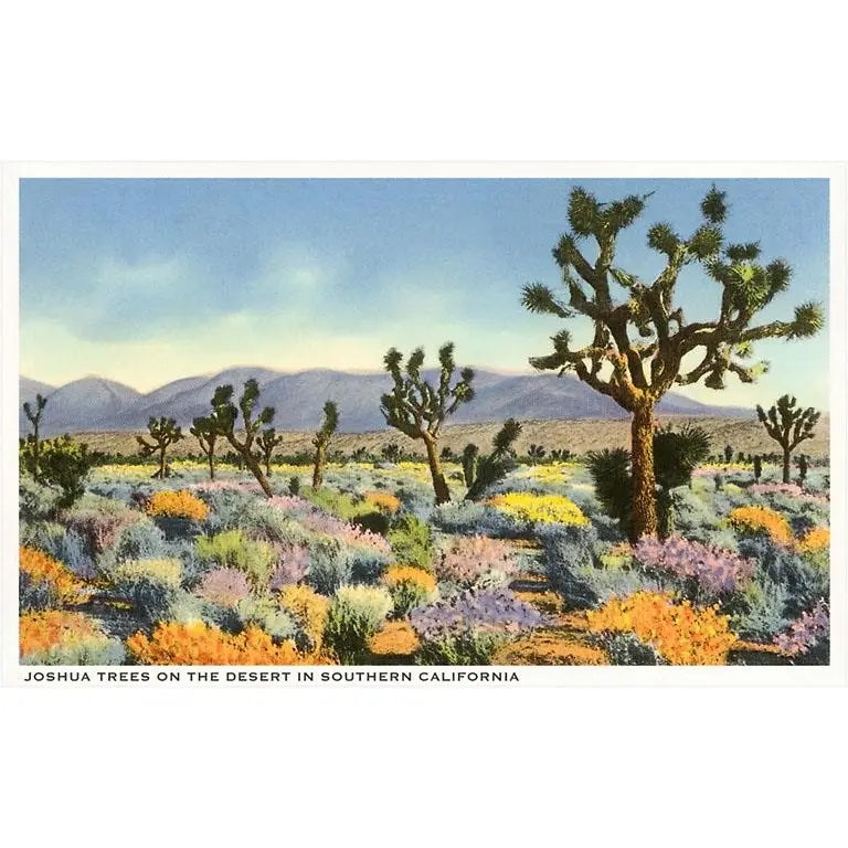 Postcards || Art & Vintage Photos